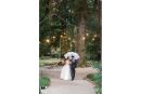 fotografo matrimonio villa acquaroli